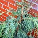 Cupressus cashmeriana